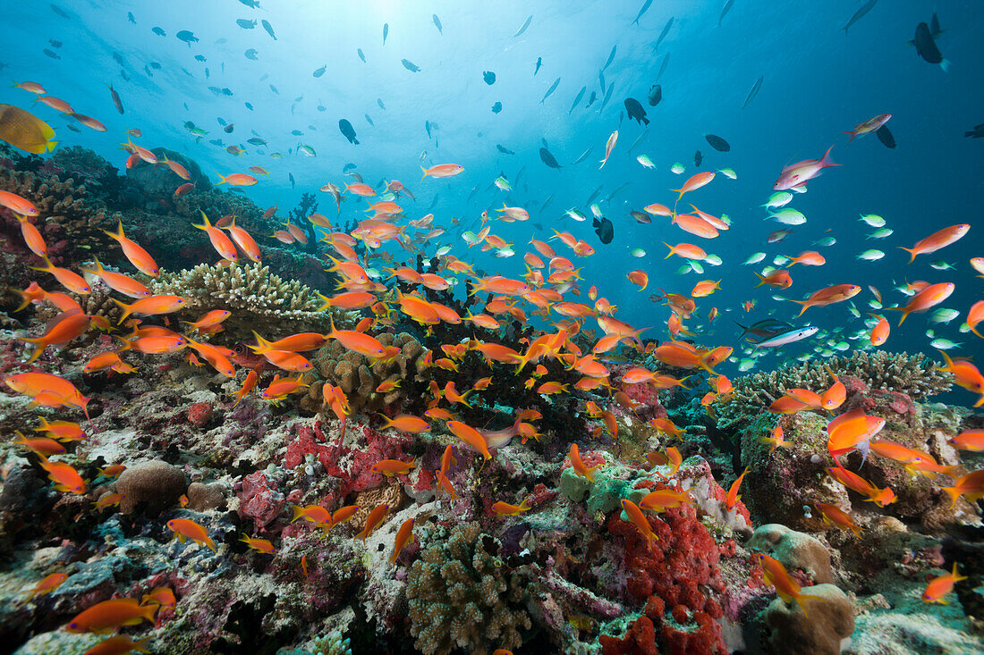 Korallenriff mit Fahnenbarschen, Pseudanthias squamipinnis, Malediven, Nord Ari Atoll