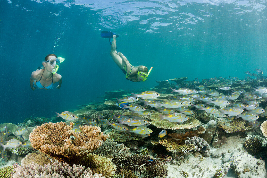 Frauen schnorcheln ueber Riff, Malediven, Ellaidhoo Hausriff, Nord Ari Atoll