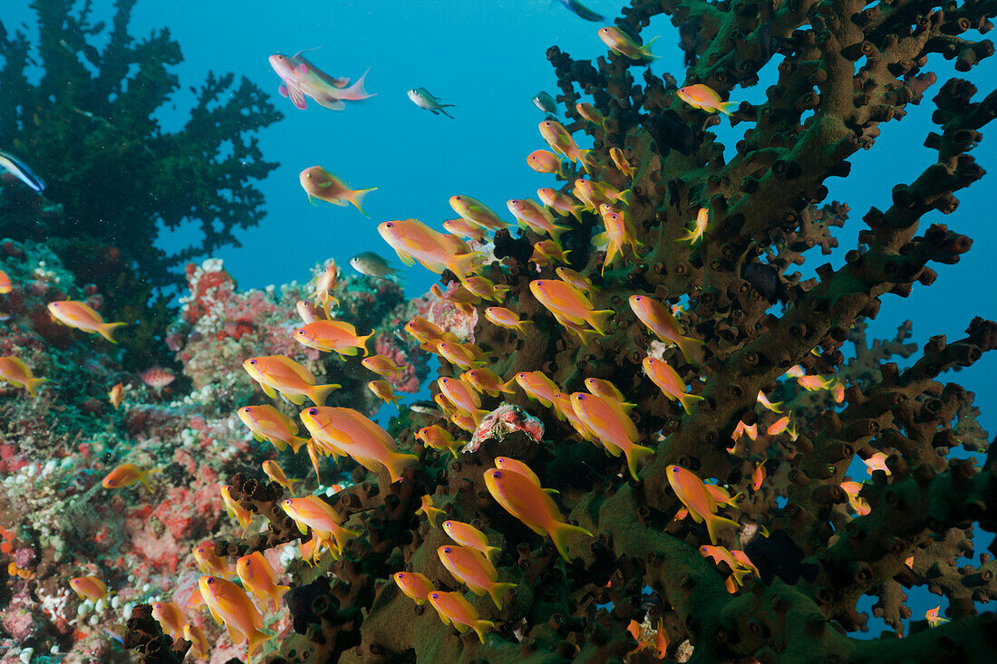 Korallenriff mit Fahnenbarschen, Pseudanthias squamipinnis, Malediven, Nord Ari Atoll