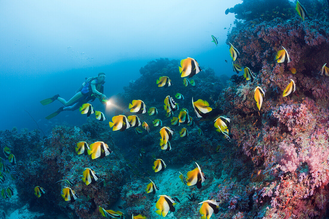 Masken-Wimpelfische und Taucher, Heniochus monoceros, Malediven, Himendhoo Thila, Nord Ari Atoll