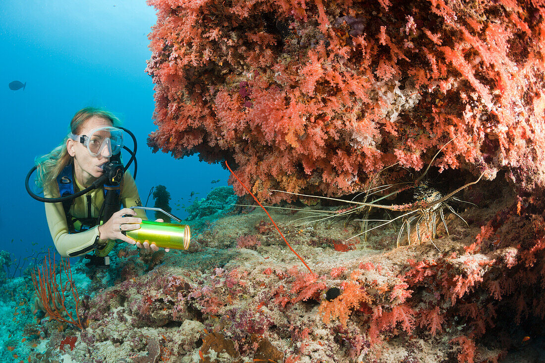 Taucher findet Schmuck-Langusten, Panulirus versicolor, Malediven, Himendhoo Thila, Nord Ari Atoll