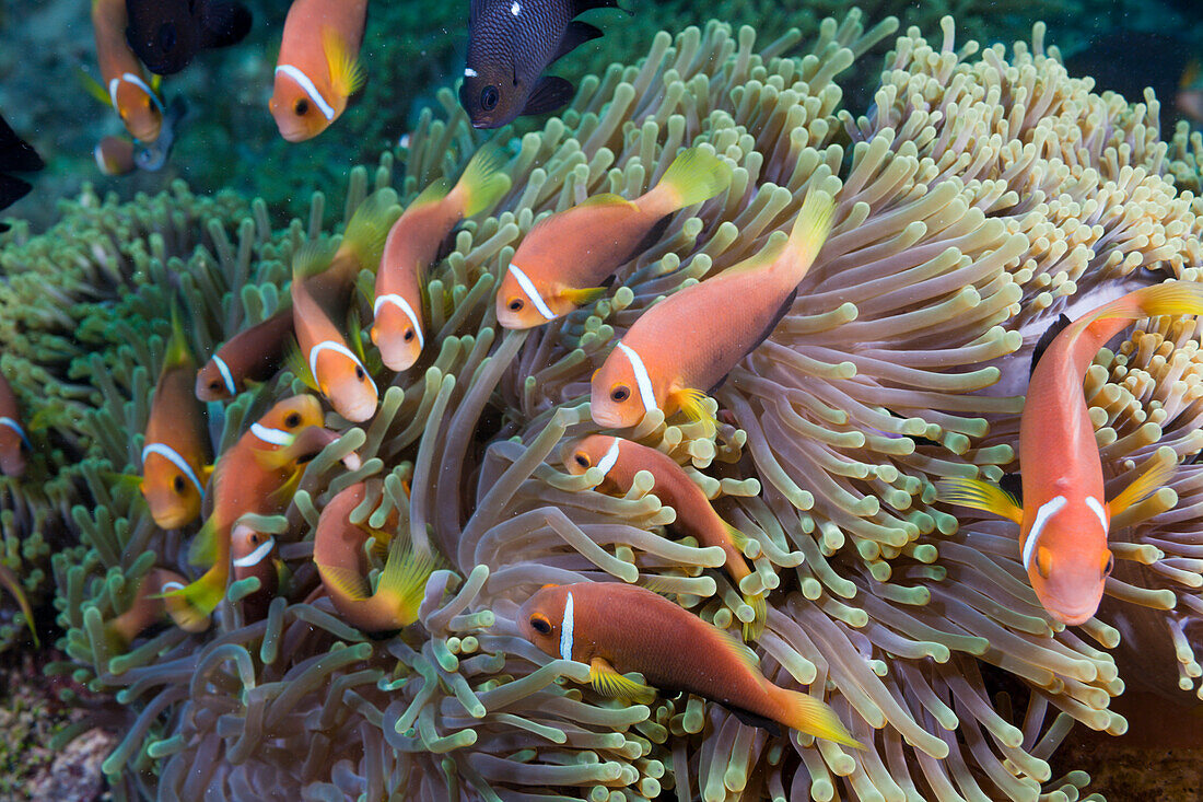 Maldives Anemonefish in Magnificent Anemone, Amphiprion nigripes, Heteractis magnifica, Maldives, North Ari Atoll