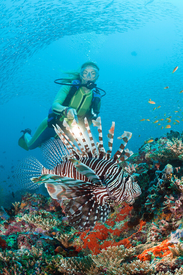 Diver and Lionfish, Pterois miles, Maldives, Maya Thila, North Ari Atoll