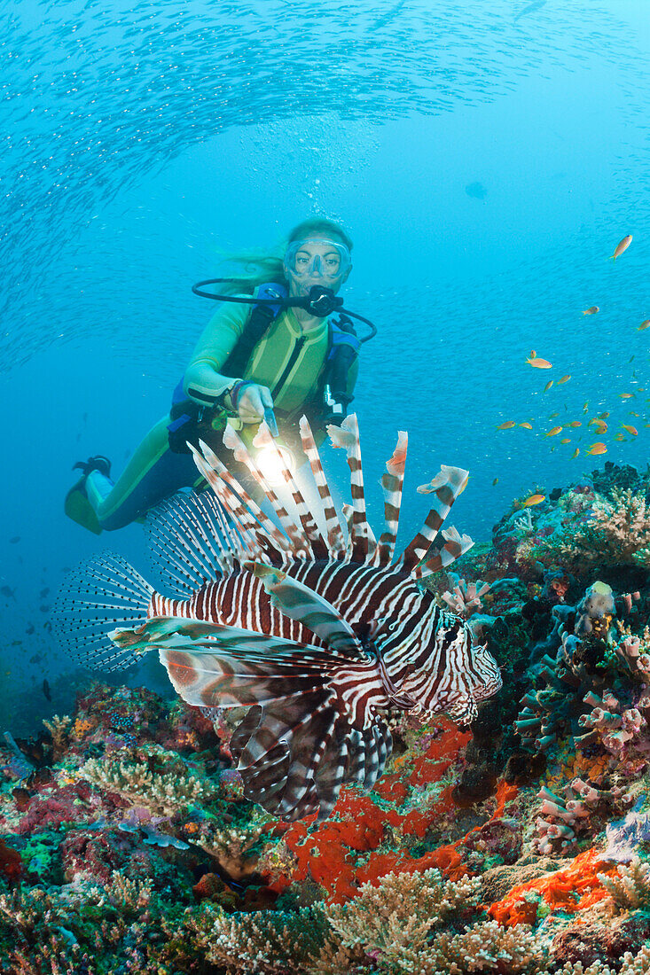 Taucher und Rotfeuerfisch, Pterois miles, Malediven, Maya Thila, Nord Ari Atoll