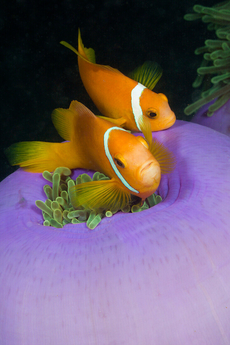 Maldive Anemonefish in Magnificent Anemone, Amphiprion nigripes, Heteractis magnifica, Maldives, Kandooma Caves, South Male Atoll