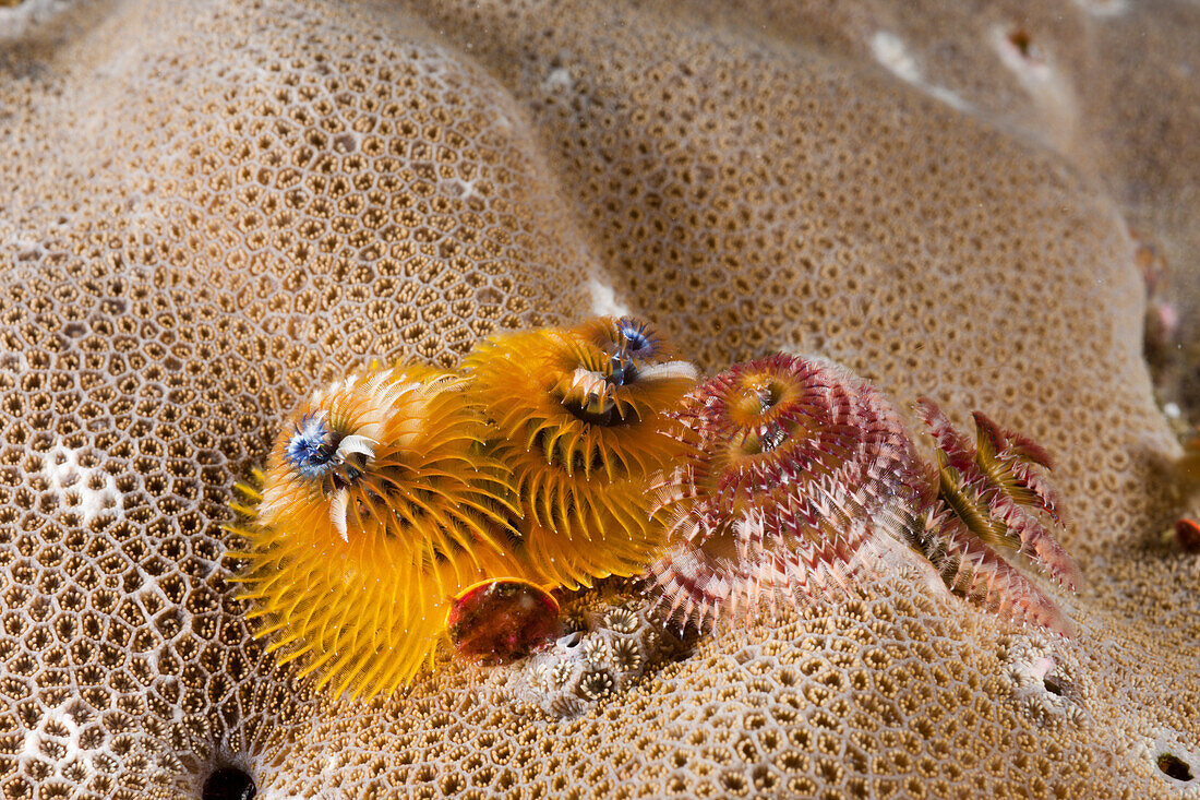 Bunter Spiral-Roehrenwurm, Spirobranchus giganteus, Malediven, Sued Male Atoll