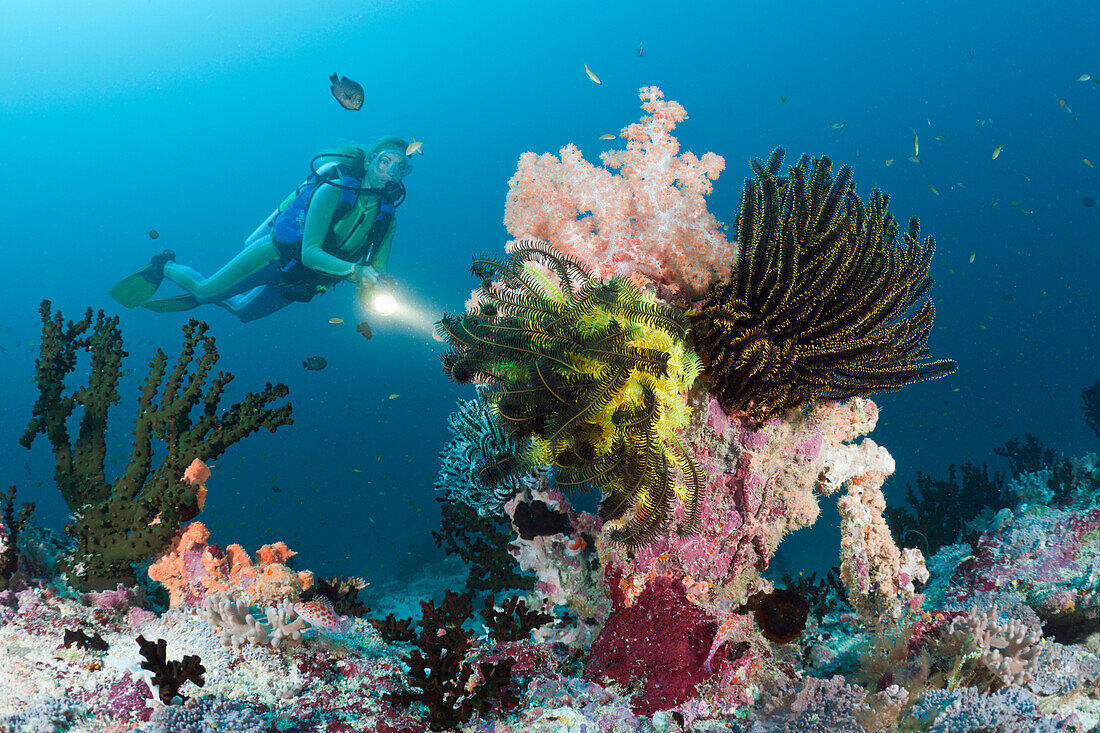 Scuba Diver at Coral Reef, Maldives, Kandooma Thila, South Male Atoll