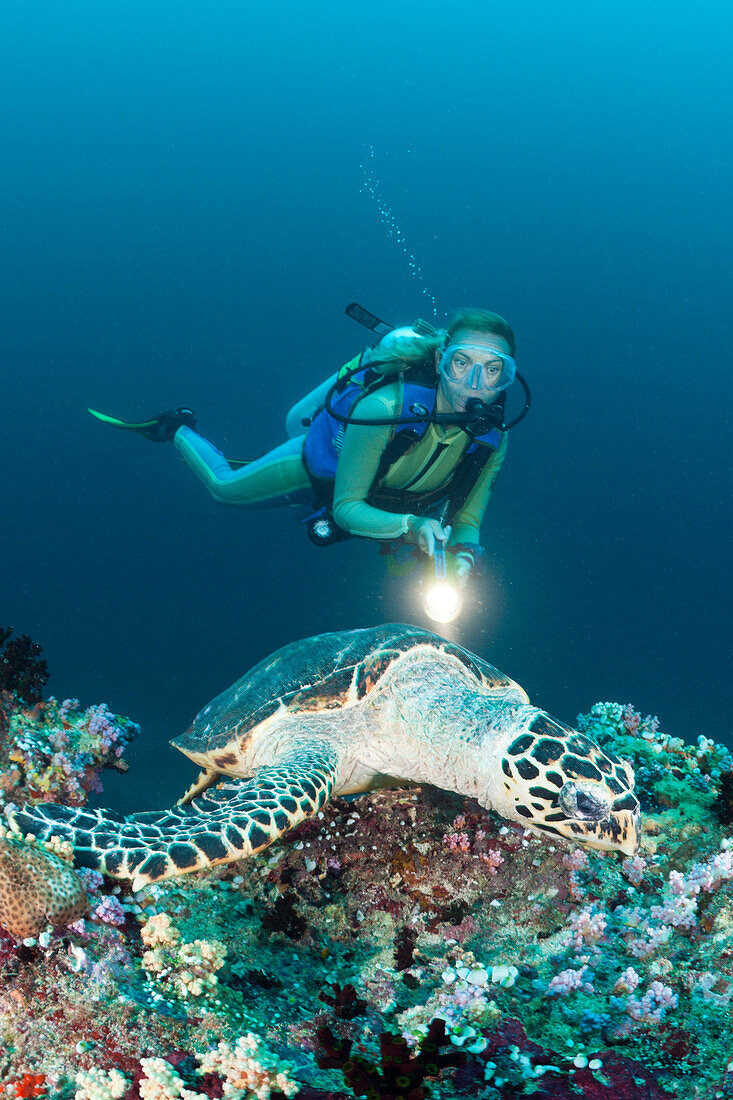 Karettschildkroete und Taucher, Eretmochelys imbricata, Malediven, Kandooma Thila, Sued Male Atoll