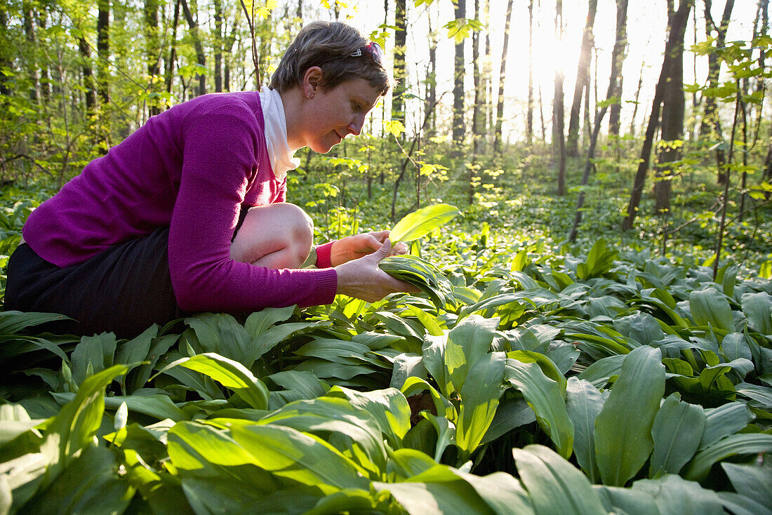 Woman picking ramsons in alluvial forest, Leipzig, Saxony, Germany