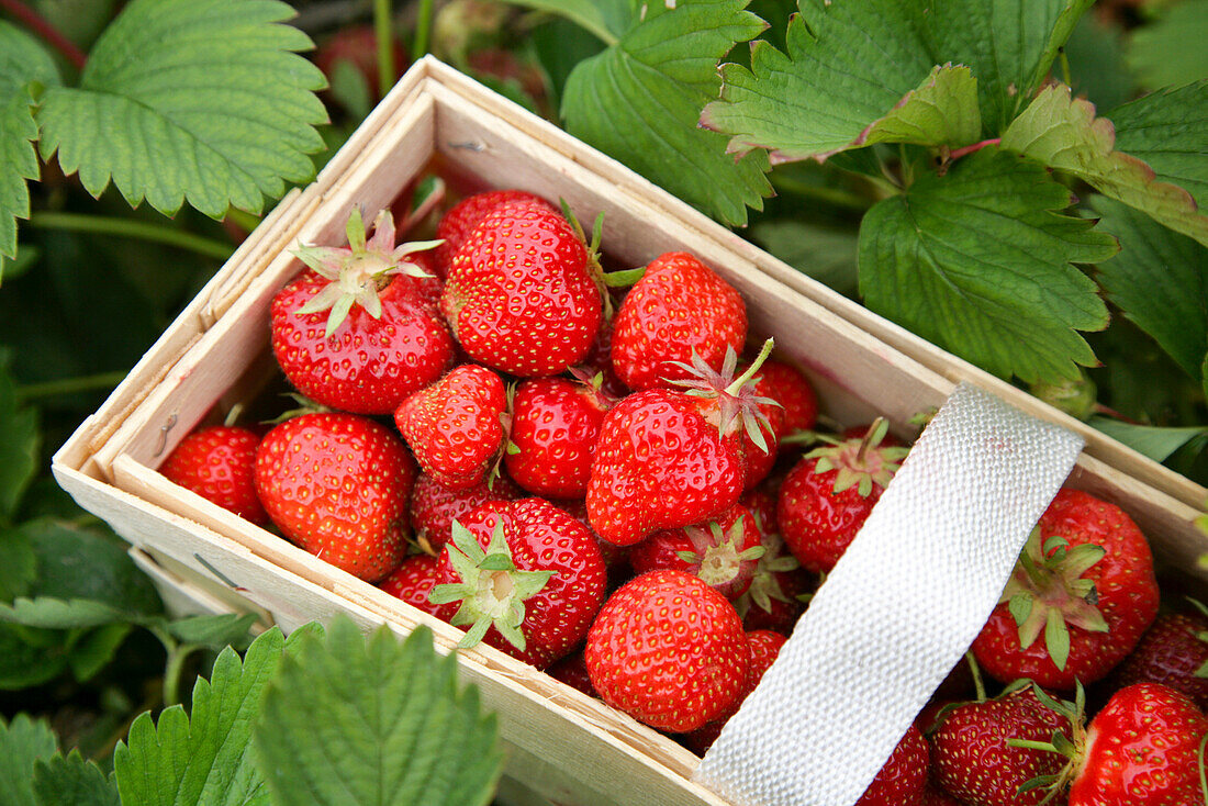 Basket with strawberries between plants, Leipzig, Saxony, Germany