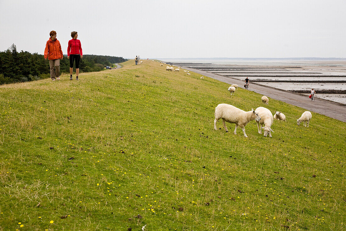 Tourists walking along dike with grazing sheep, Utersum, Foehr island, Schleswig-Holstein, Germany