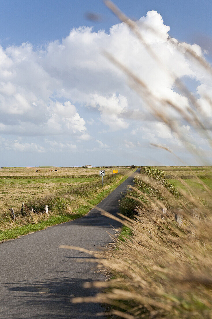 Road through bird reserve Godelniederung, near Witsum, Foehr island, Schleswig-Holstein, Germany