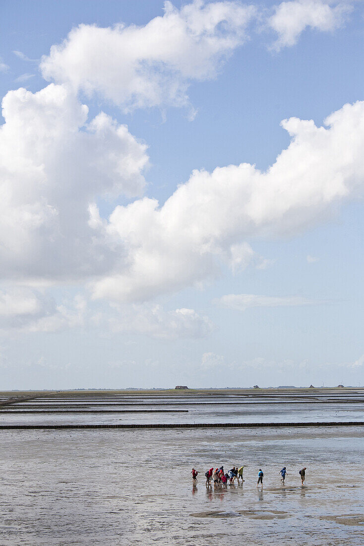 Mudflat hiking, Beltringharder Koog, Luettmoorsiel, Nordstrand, Schleswig-Holstein, Germany