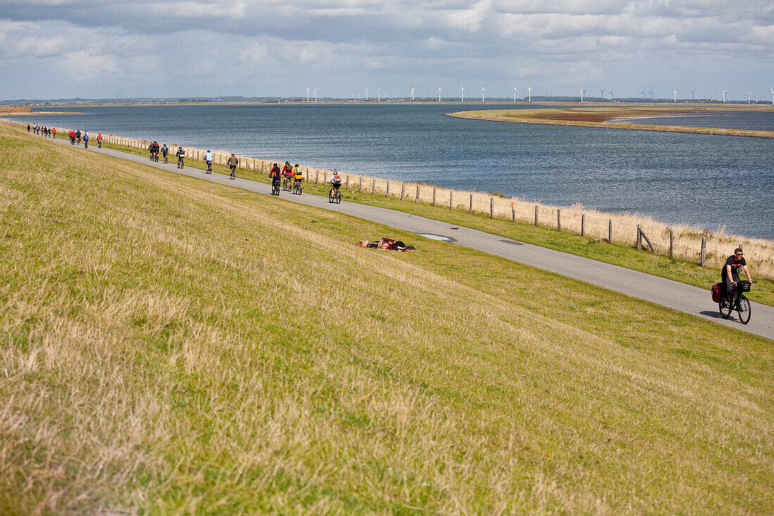 Radfahrer auf einer Deichstraße, Beltringharder Koog, Lüttmoorsiel, Nordstrand, Schleswig-Holstein, Deutschland