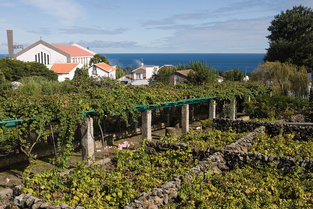 Weinreben im Garten des Museu do Vinho Weinmuseums, Biscoitos, Insel Terceira, Azoren, Portugal, Europa