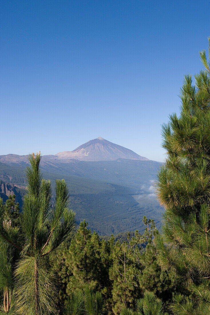 Pine trees Pico del Teide volcano seen from Mirador de Chipeque, Cumbres del Norte viewpoint, Isla de Tenerife, Canary Islands, Spain, Europe