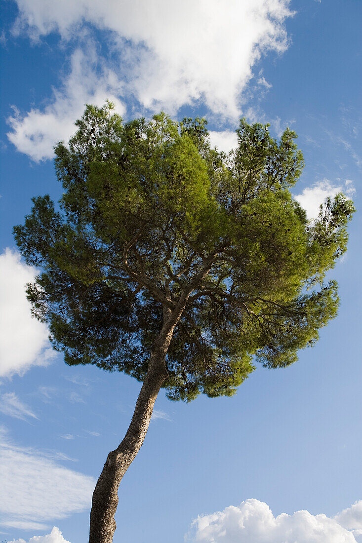 Tree outside Els Calderers Manor House, near Sant Joan, Mallorca, Balearic Islands, Spain, Europe