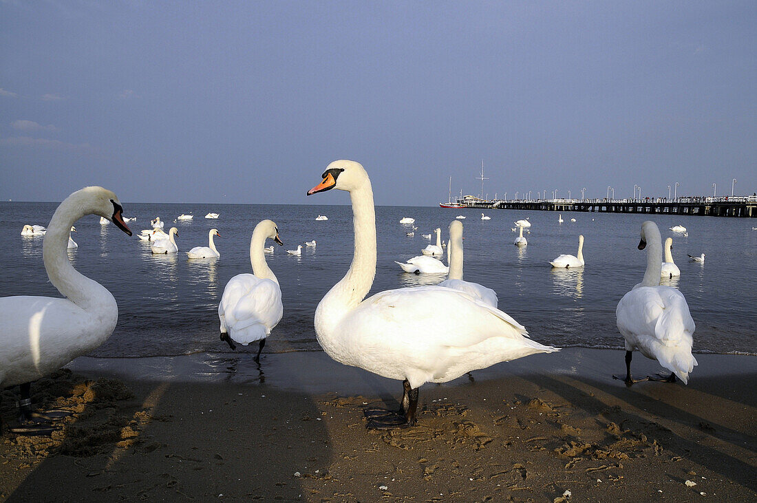 Swans at the mole of Sopot, Poland, Europe