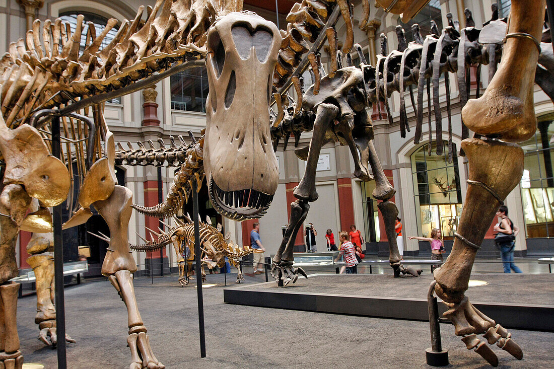 Brachiosaurus Brancai 23 M Long, Museum Of Natural History, Museum Fur Naturkunde, Berlin, Germany