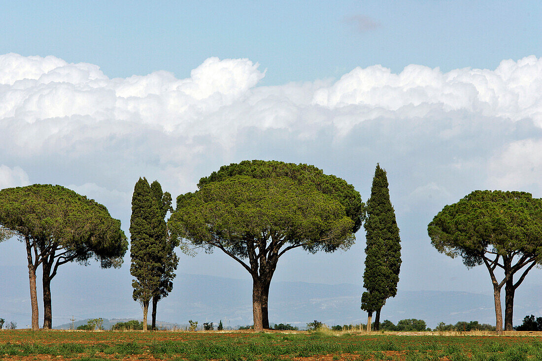 Lane Of Parasol Pines And Cypress, Grosseto Region, Maremma, Tuscany, Italy