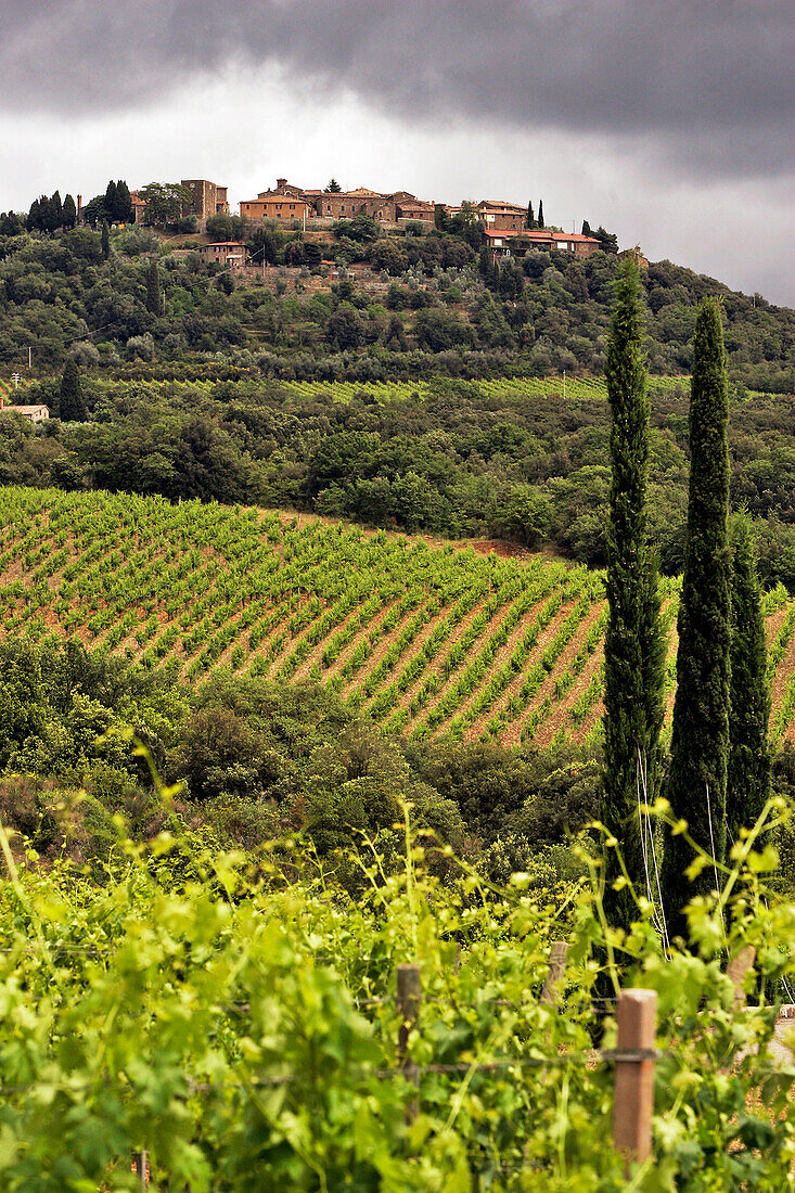 Landscape Of Vineyards In Front Of The Village Of San Angelo In Colle, Montalcino Region Known For Its Appellation Brunello Viticulture And Its Montalcino Red, Tuscany, Italy