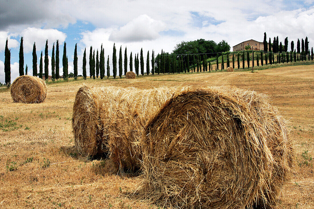 Bales Of Straw (Round Baller), Tuscan Landscape, Montalcino Region, Tuscany, Italy
