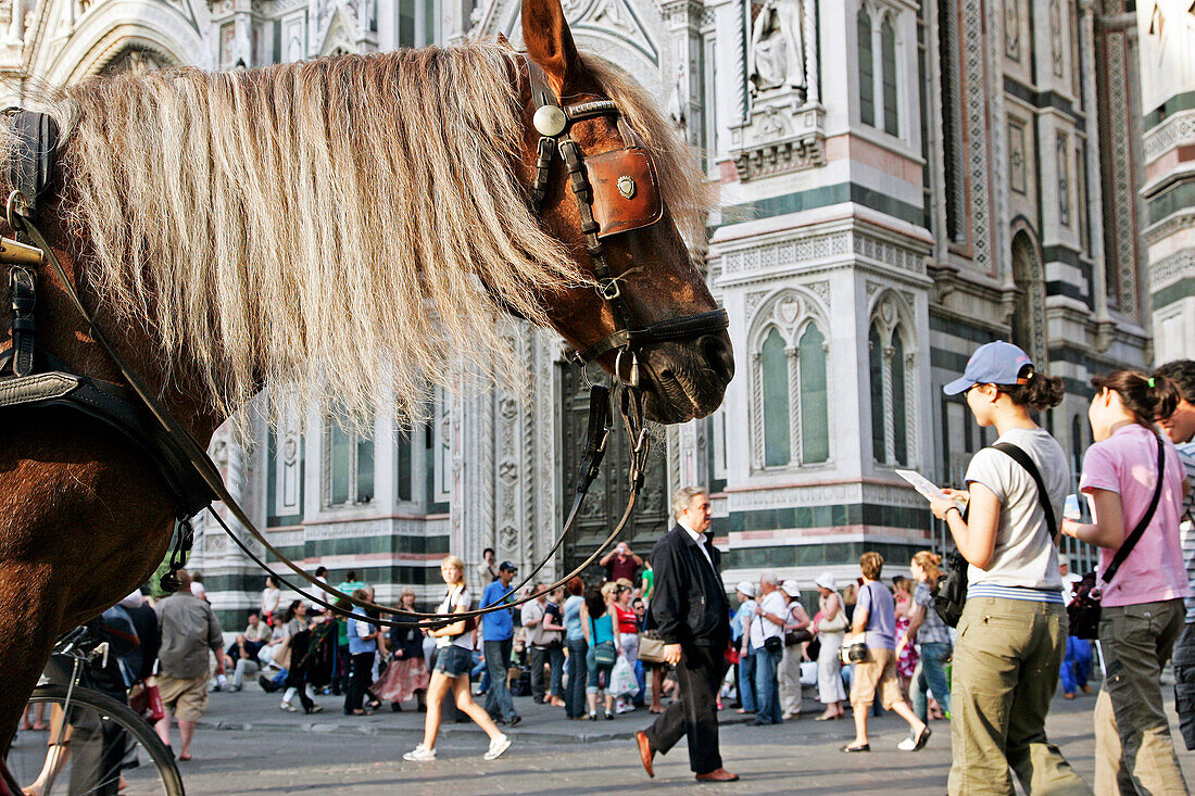 Cheval De Caleche Devant Le Duomo, Cathedrale Santa Maria Del Fiore, Florence, Toscane, Italie