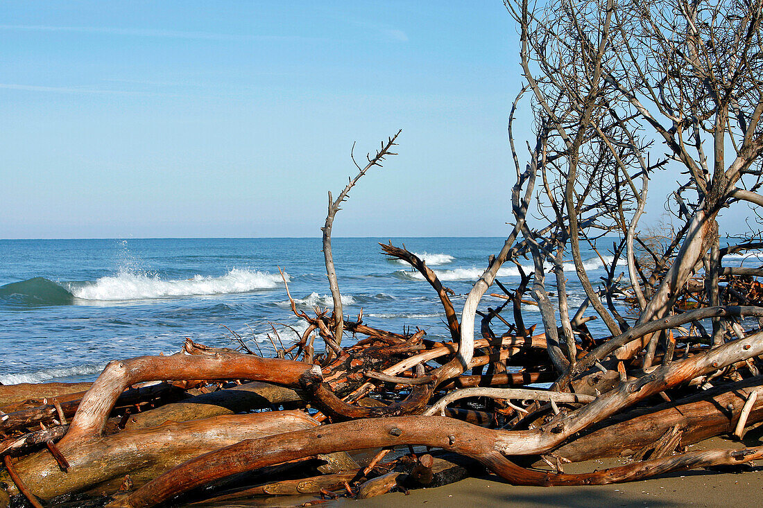 Each Year The Sea Gains Ground And Swallows Up The Trees, Global Warming And Rising Waters, Marina Di Alberese, Grosseto Region, Maremma, Tuscany, Italy