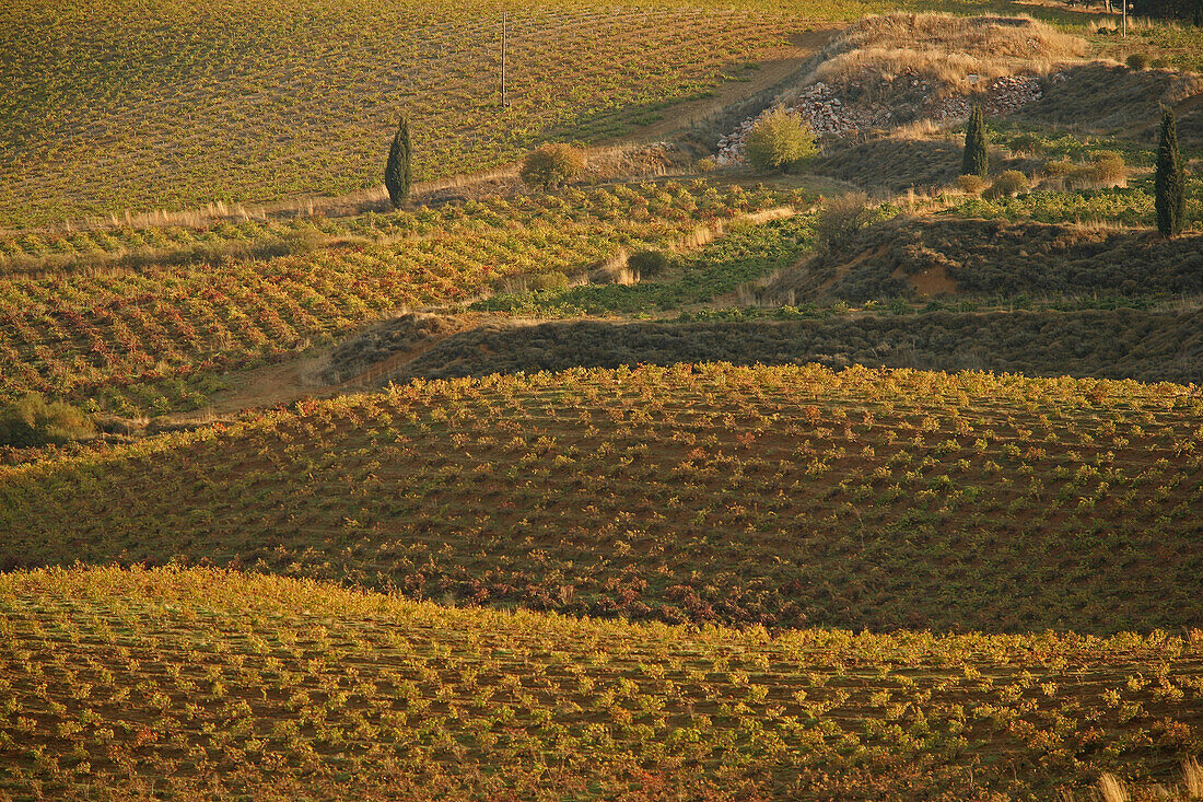 Vineyard On The Bekaa Plain, Lebanon