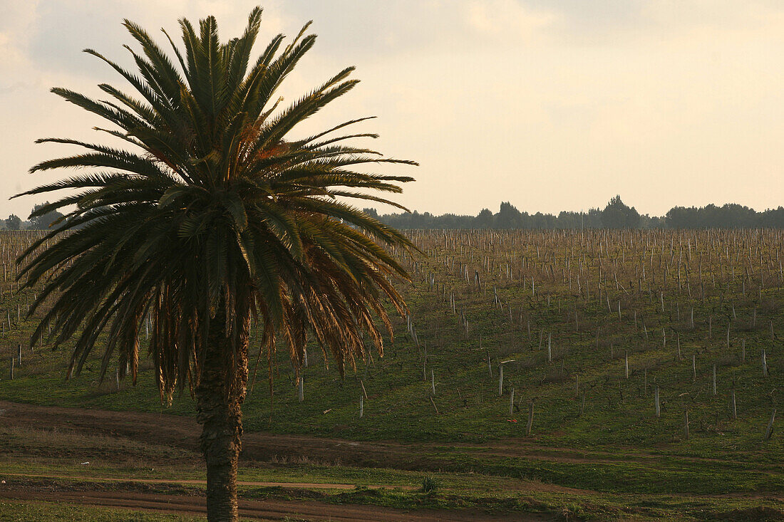 Vineyards Near Casablanca, Terroir Of Benslimane, Morocco, Maghrib, North Africa