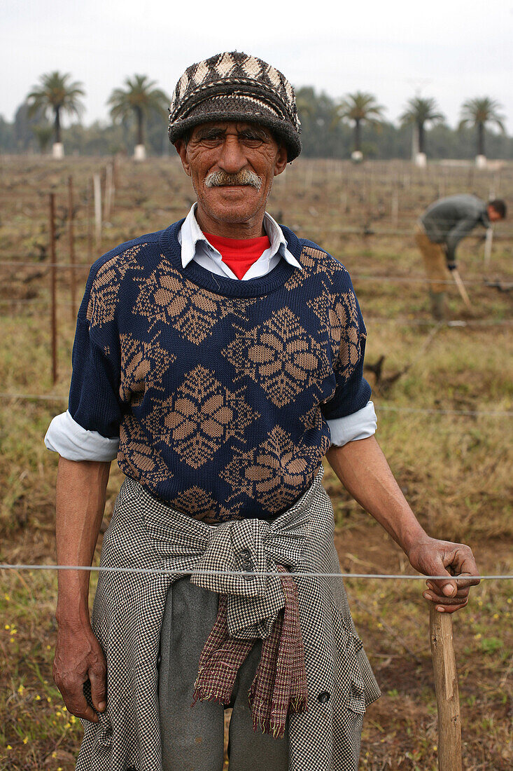Vineyards Near Casablanca, Terroir Of Benslimane. Vineyard Workers, Morocco, Maghrib, North Africa
