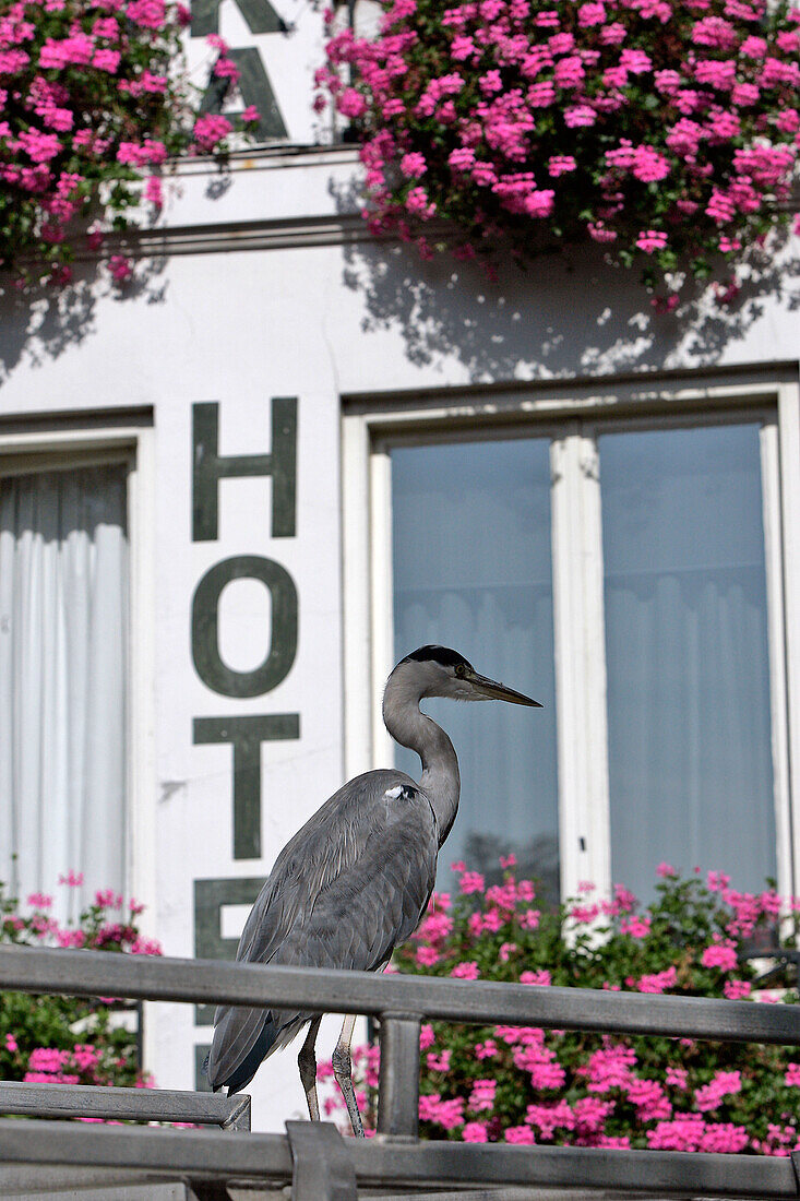 Heron In Front Of The Facade Of The Hotel 'Eureka', Amsterdam, Netherlands