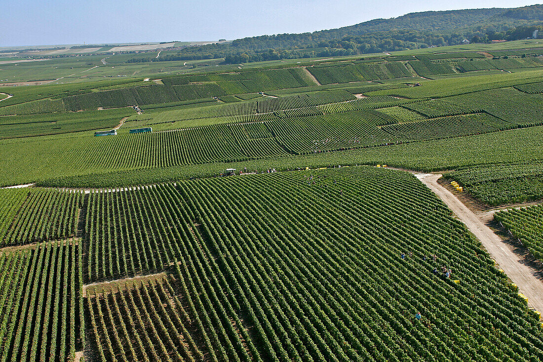 Aerial View Of Champagne Vineyards, Verzy Region During The Grape Harvest, Marne (51)