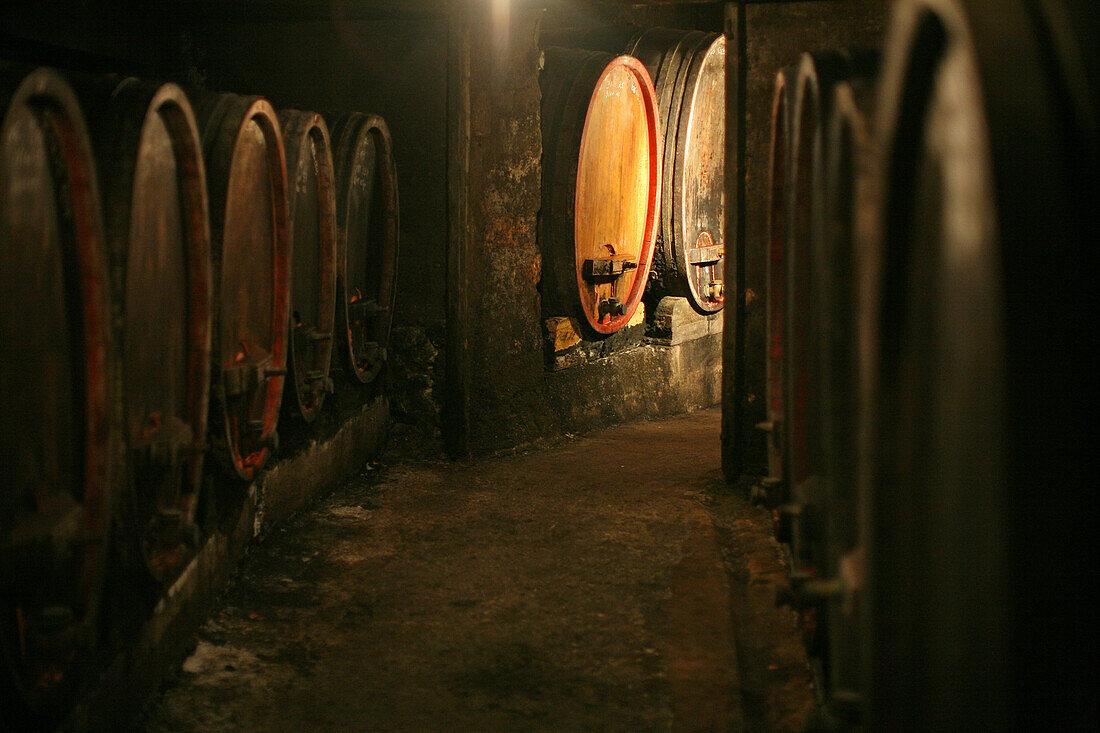 Alsatian Casks (Tuns, Barrels), Clape Wine Cellar, North Rhone Valley, Cornas Wine-Growing Region, Vineyard, Ardeche (07)