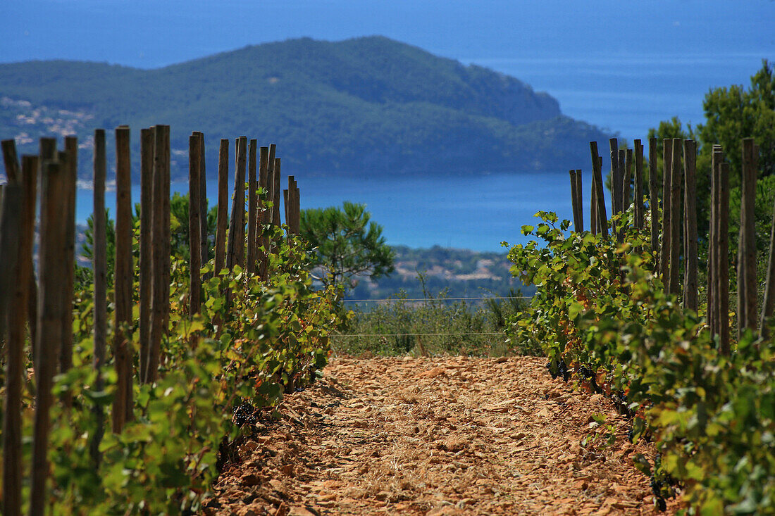 Vineyard At The Domaine De La Begude, Var (83)