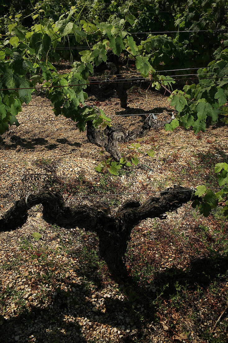 Petit-Verdot Grapevines Planted In 1902, At The Chateau Fieuzal In Graves, Gironde (33)