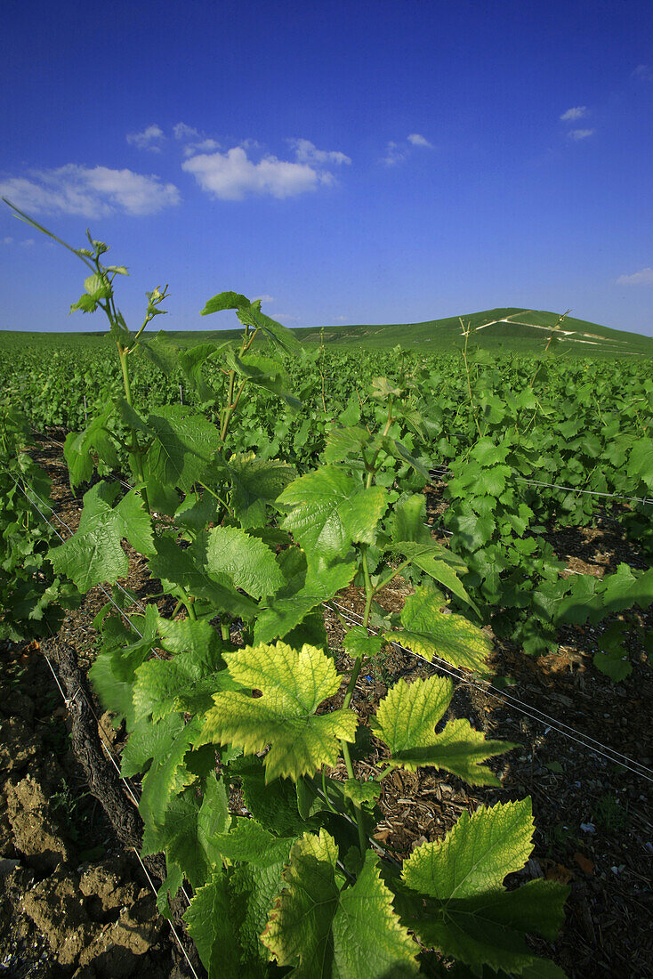 Champagne Grapevines In Ay, Marne (51)