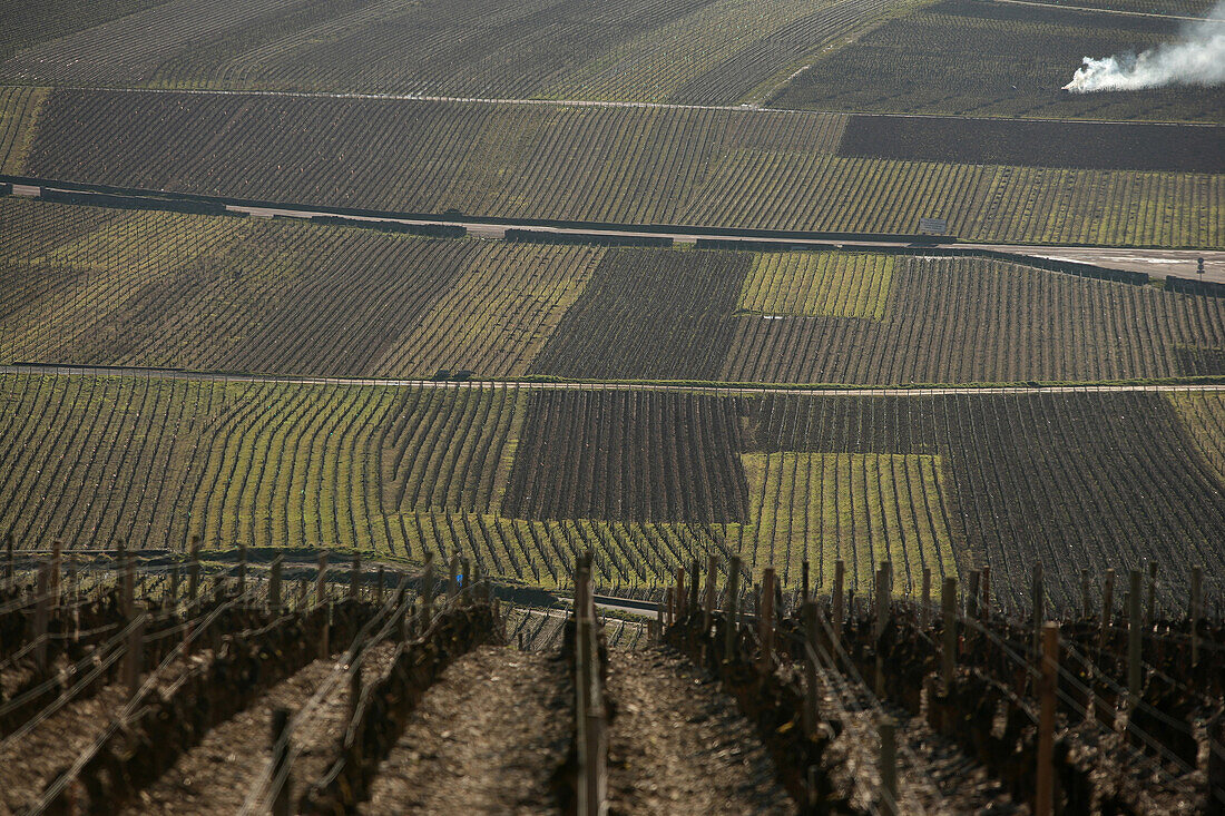 Burning The Vine Shoots In The Burgundy Vineyards In February. The Region Of Pommard, Cote-D'Or (21)