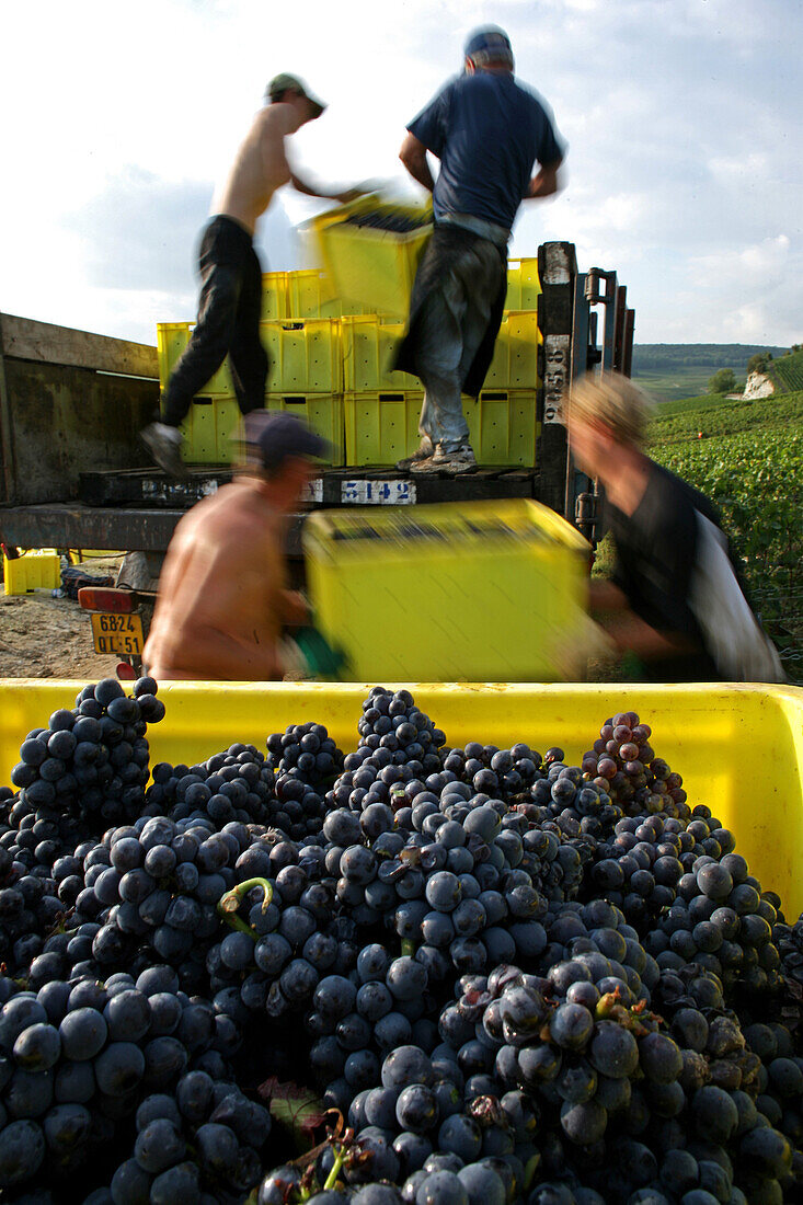 Grape Harvest In The Vineyards Of Ay, Marne (51), France