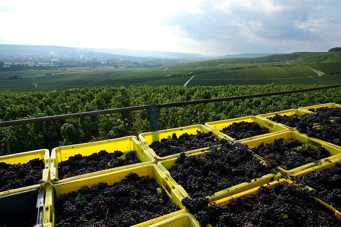 Grape Harvest In The Vineyards Of Ay, Marne (51)