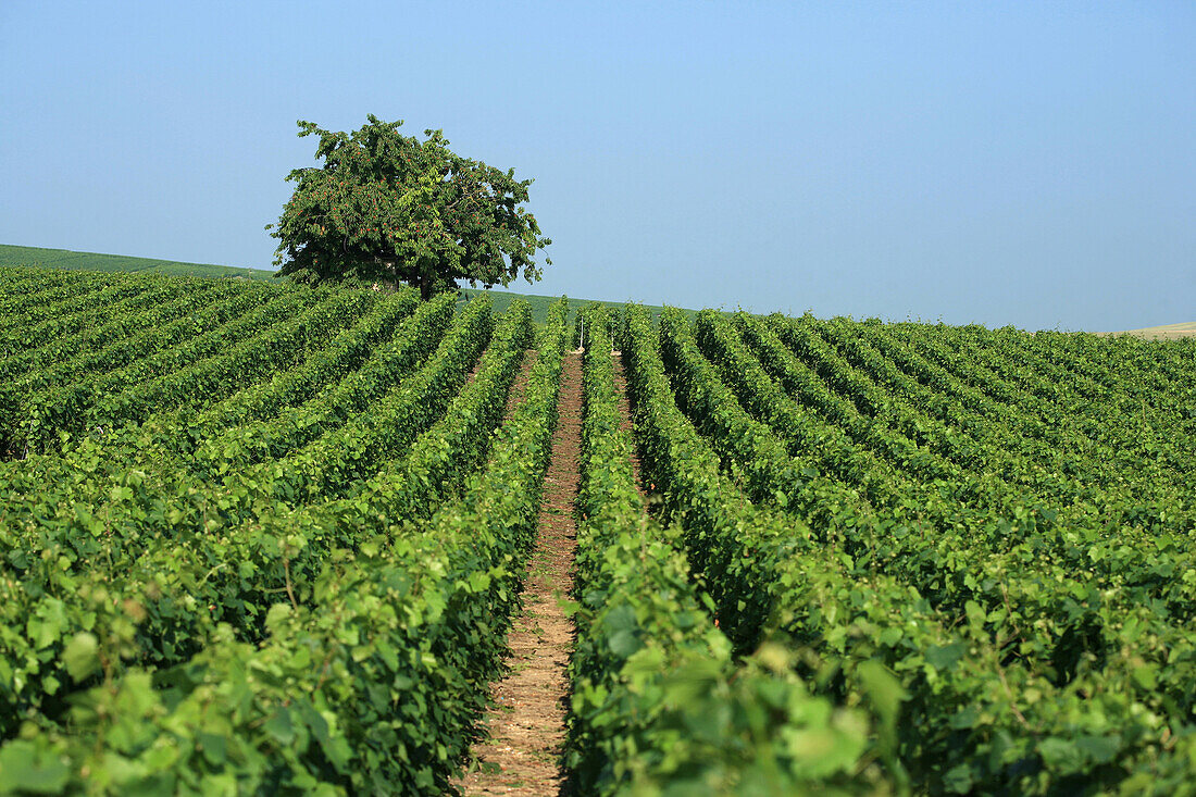 Champagne Vineyard In The Area Of Craman, Marne (51)