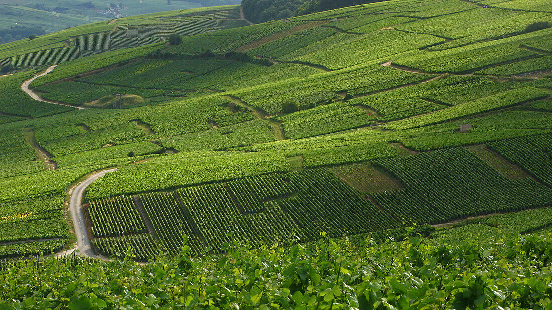 Vineyards Between Cumiere And Damery, In Champagne, Marne (51)