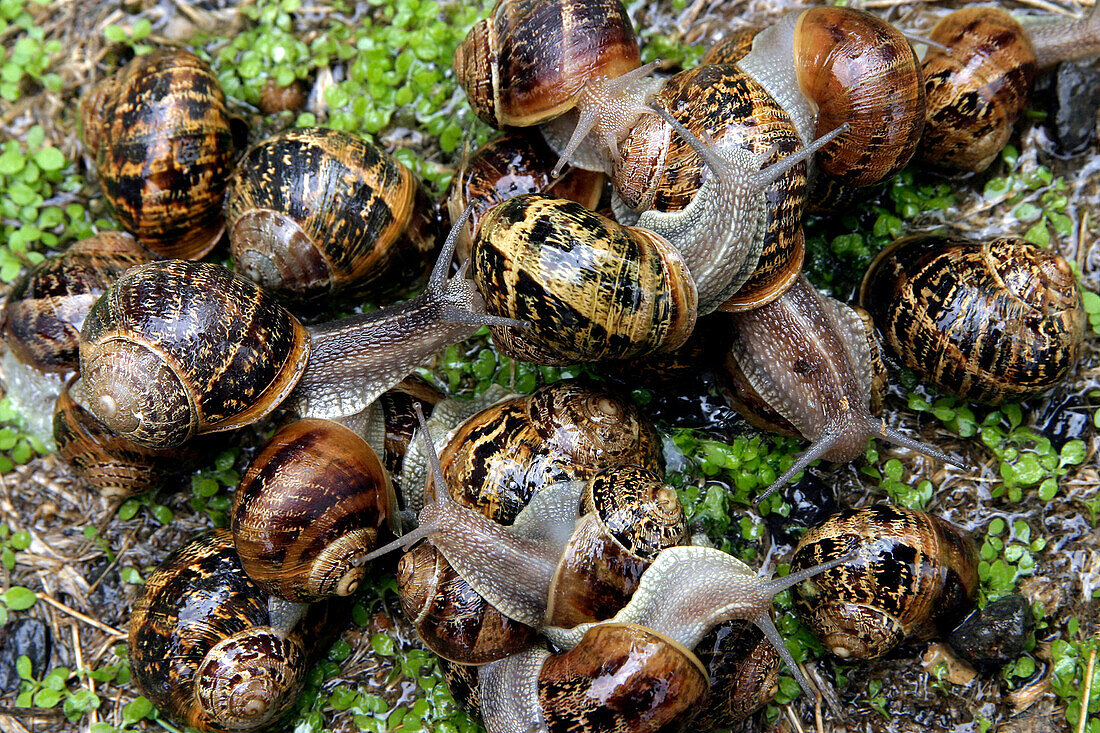 Garden Snail Farm, France