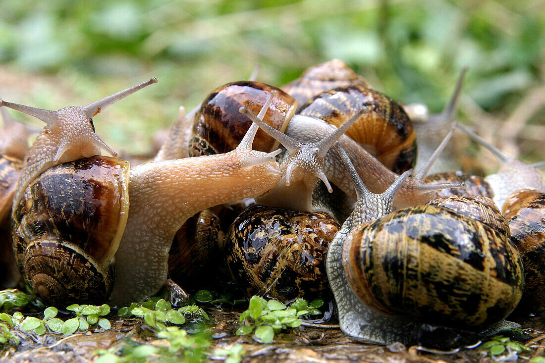 Garden Snail Farm, France