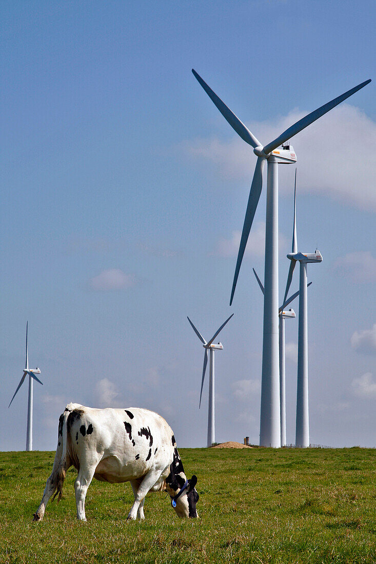 Prime Holstein Cows In Front Of The Wind Turbines, Plateau Of Fecamp, Seine-Maritime