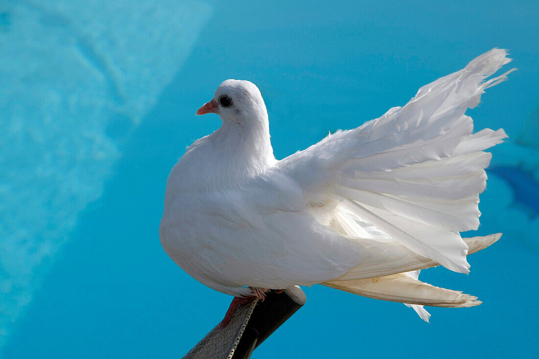 White Pigeon By A Swimming Pool, France