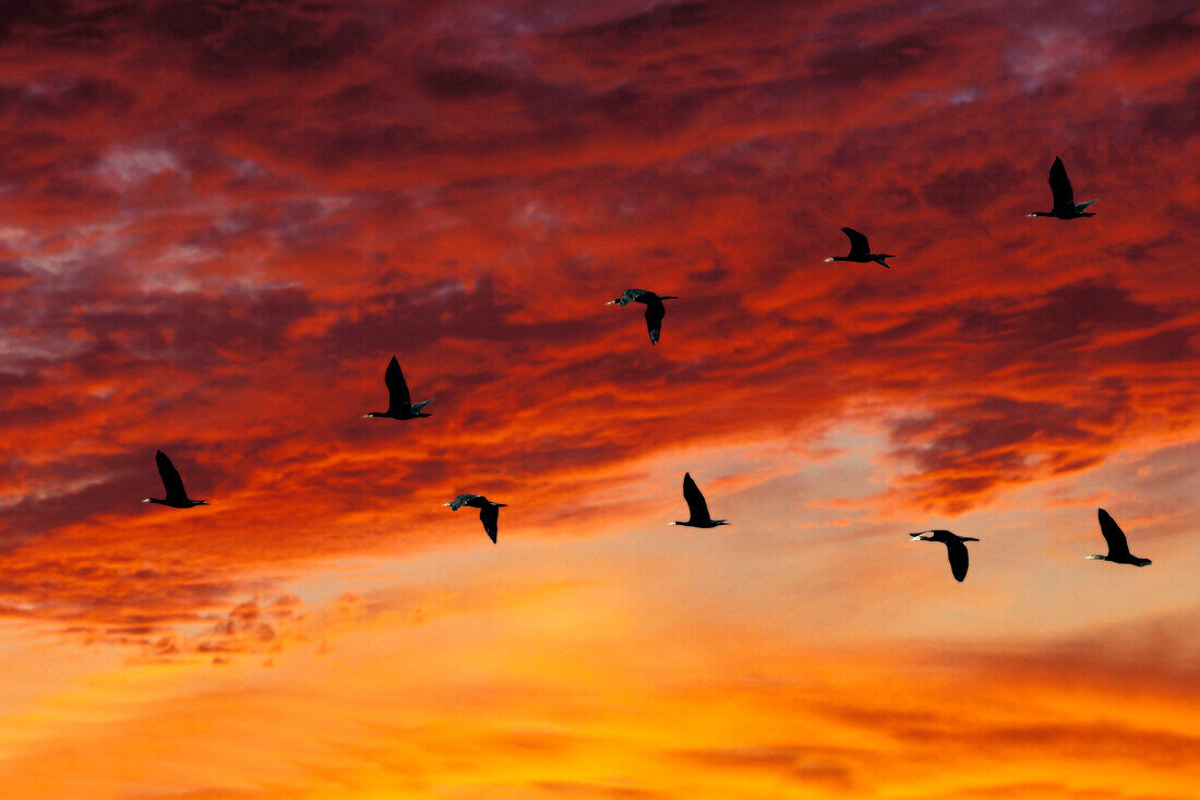 Migration, Flight Of Black Geese Against A Flamboyant Sky At Sunset, Normandy, France