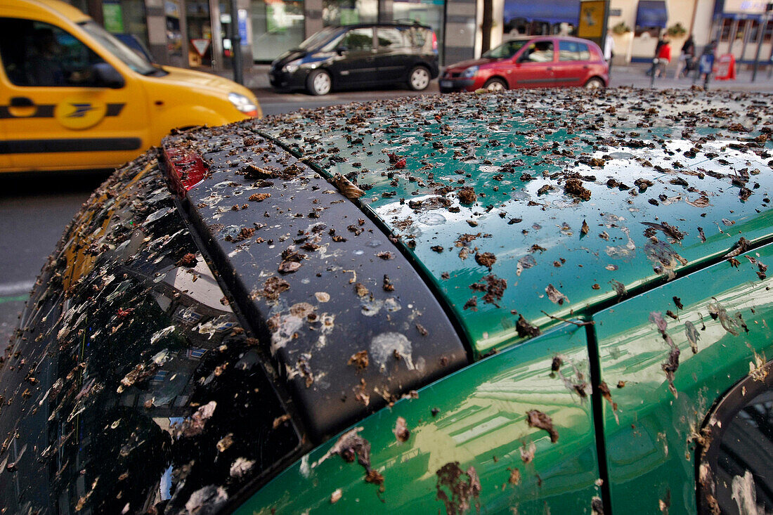 Parked Car Covered In Bird Droppings From Pigeons And Starlings Rennes (35), France