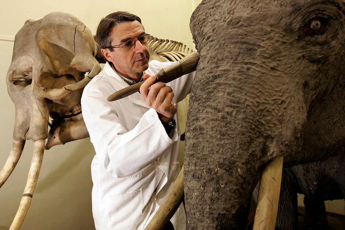 Yves Tremauville, Maintenance Of An Asian Elephant, Mammals Gallery, Museum Of Natural History In Rouen, Seine-Maritime
