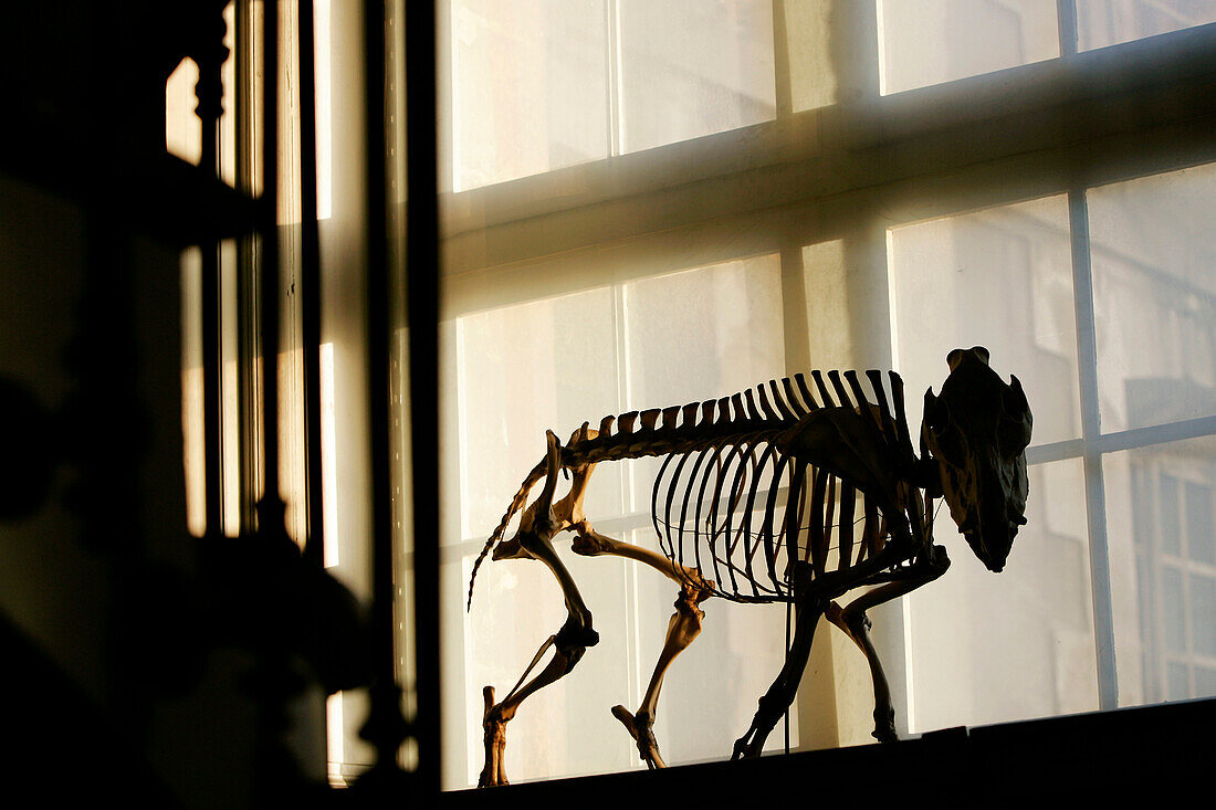Skeleton Of A Wild Boar, Hall Of Mammals, Museum Of Natural History In Rouen, Seine-Maritime (76), France